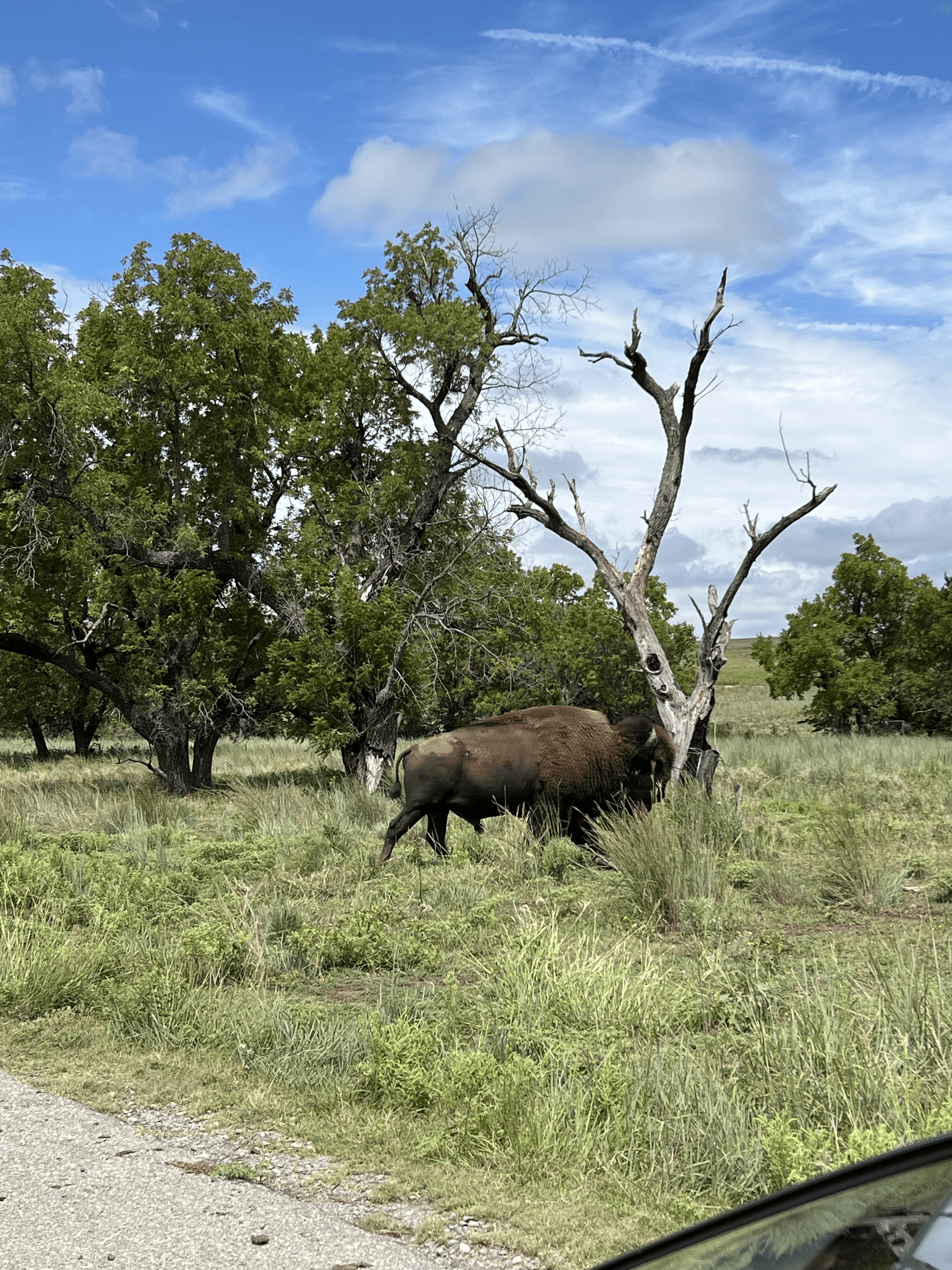 Wichita Mountains Wildlife Refuge